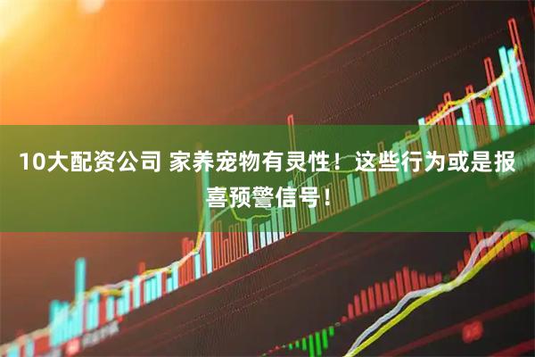 10大配资公司 家养宠物有灵性！这些行为或是报喜预警信号！